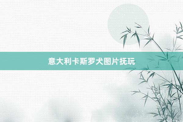 意大利卡斯罗犬图片抚玩
