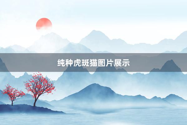 纯种虎斑猫图片展示